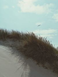 View of birds on beach against sky