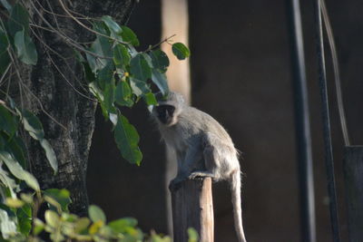 Close-up of monkey