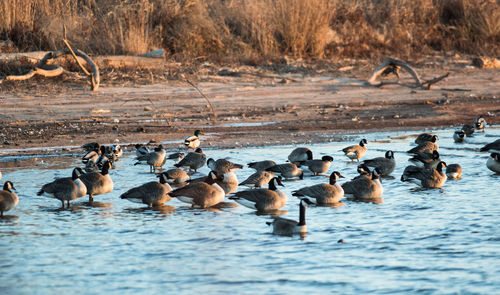 Ducks swimming in lake