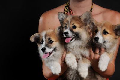 Close-up of hand holding puppy