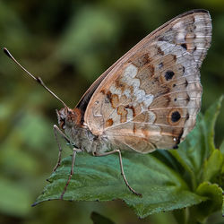 Close-up of butterfly on flower