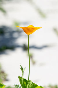 Close-up of yellow flowering plant
