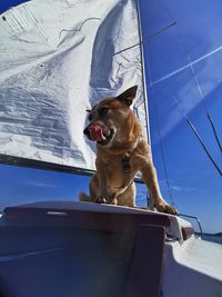 Low angle view of dog looking away against sky