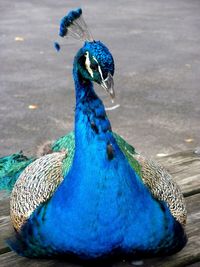 Close-up of peacock