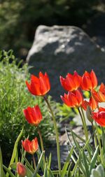 Close-up of red flower