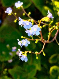 Close-up of purple flowering plant