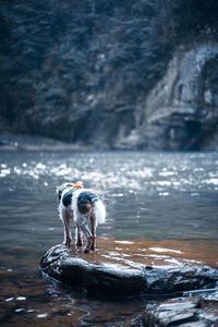 Close-up of dog in water