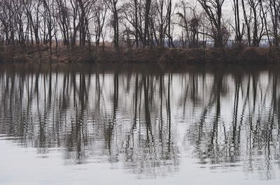 Reflection of trees in lake