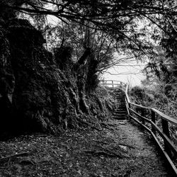 Close-up of tree against sky