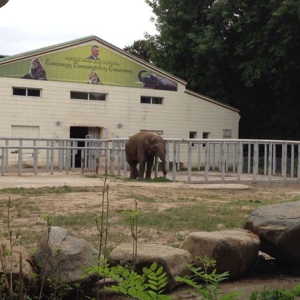 animal themes, domestic animals, architecture, built structure, mammal, building exterior, one animal, livestock, tree, house, two animals, cow, horse, outdoors, day, herbivorous, fence, wildlife, standing, no people