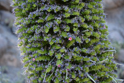 Close-up of fresh cactus plant