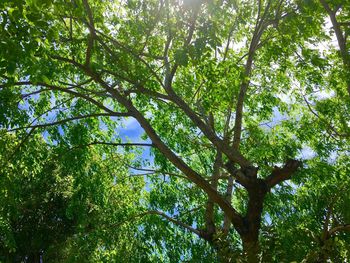 Low angle view of trees in forest