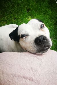 Close-up portrait of dog on grass