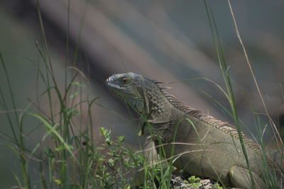 Close-up of lizard on grass