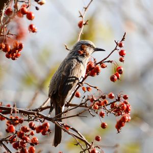 Bird perching on a tree