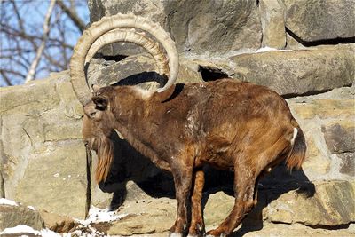 Side view of horned goat standing against rocks