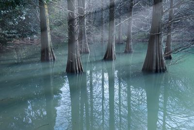 Reflection of trees in water