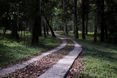 Road amidst trees in forest