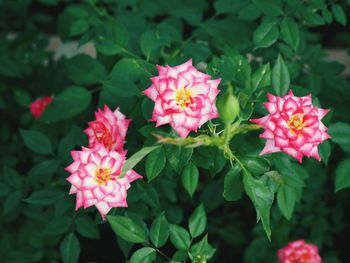 Close-up of pink flowers