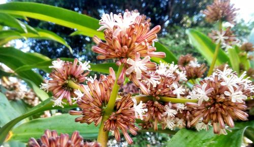 Close-up of flowers blooming outdoors