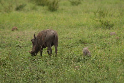 Sheep grazing in a field