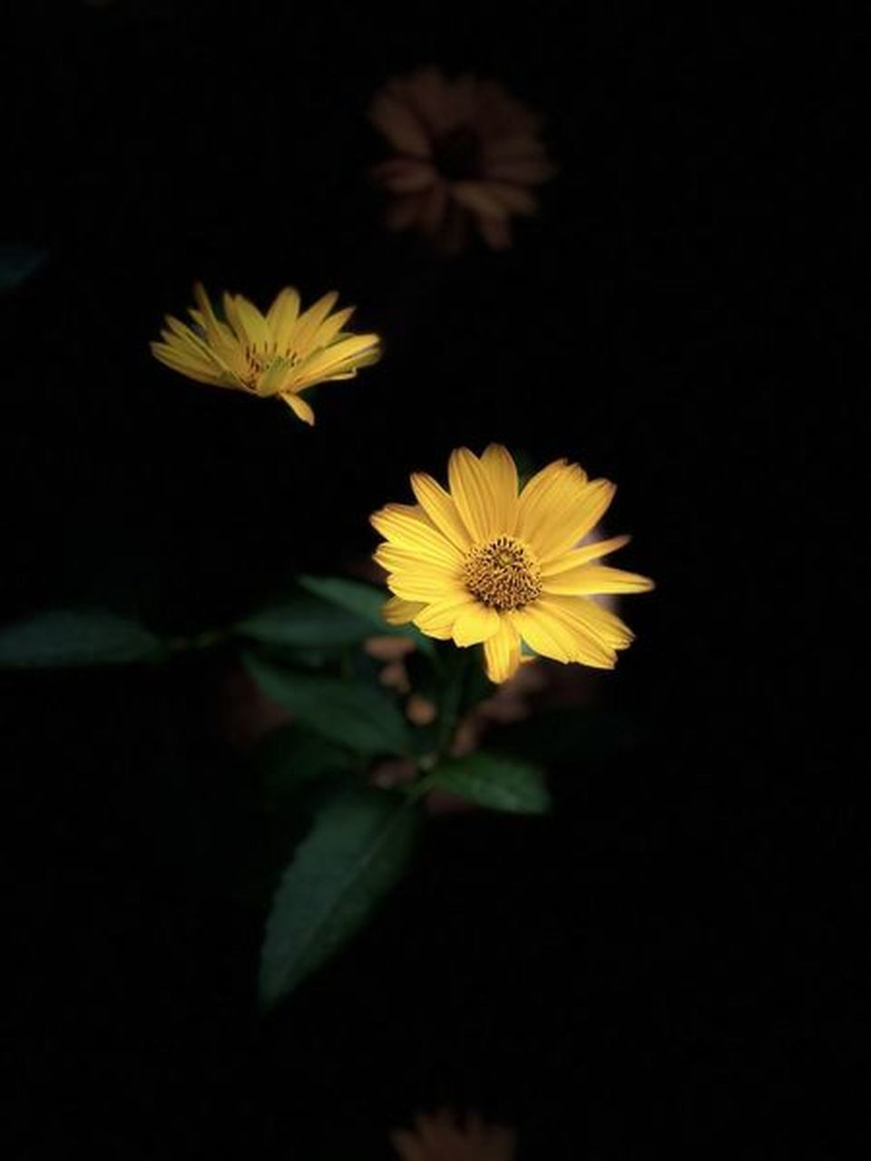 CLOSE-UP OF YELLOW FLOWERS AGAINST BLACK BACKGROUND