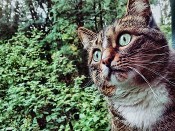 Close-up of a cat