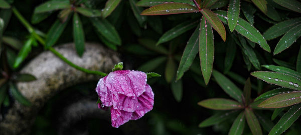 Close-up of pink flowers