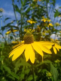 Close-up of yellow flowering plant