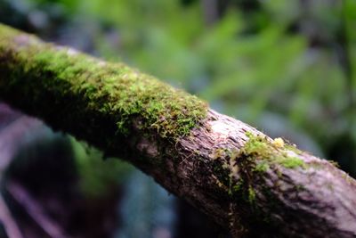 Close-up of moss growing on tree trunk