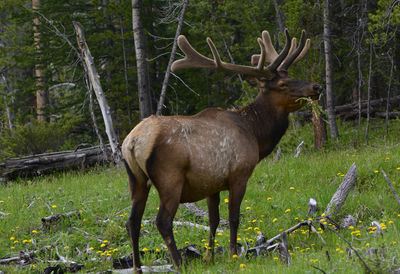 Deer standing in a forest