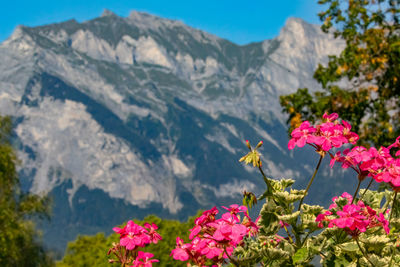 Close-up of pink flowering plant against mountain