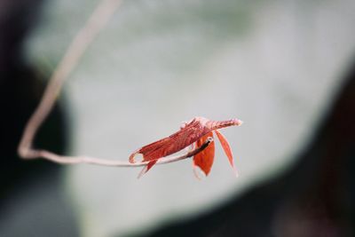 Close-up of red dragonfly on plant during autumn