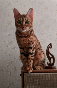 Portrait of cat sitting on wall at home