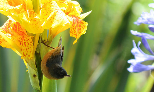 Close-up of insect on yellow flower