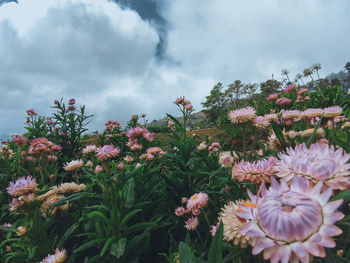 Close-up of pink flowering plants against sky