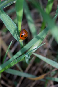 High angle view of ladybug on leaf