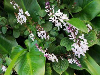 High angle view of flowering plant leaves