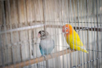 View of parrot in cage