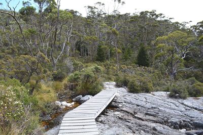 Narrow pathway along trees in forest
