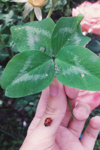 Close-up of hand holding insect on leaf