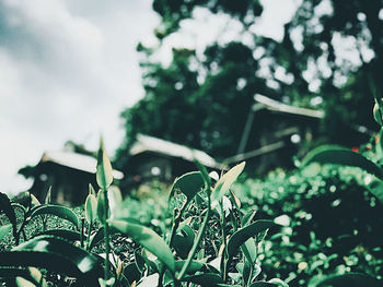Close-up of plants against sky