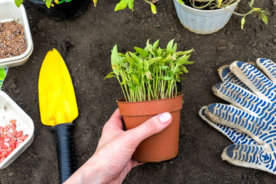 Cropped hand of person holding potted plant