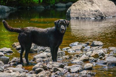 Dog standing on rock by lake