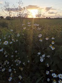 Scenic view of flowering plants on field against sky