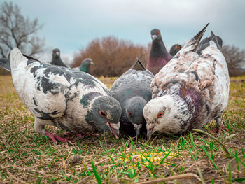 Chickens on field