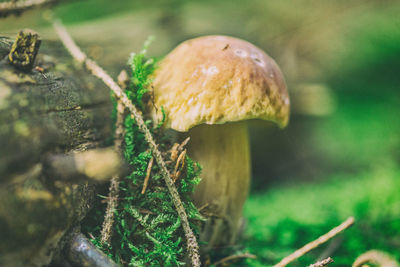 Close-up of mushrooms growing on land