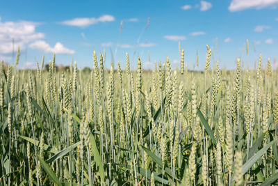 Summer field of green wheat on a background of blue sky with clouds.