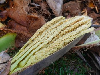 High angle view of dry leaf on plant