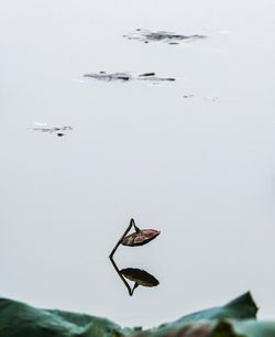 Bird flying against sky